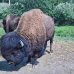 Buffalo-at-TNP