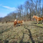 horses